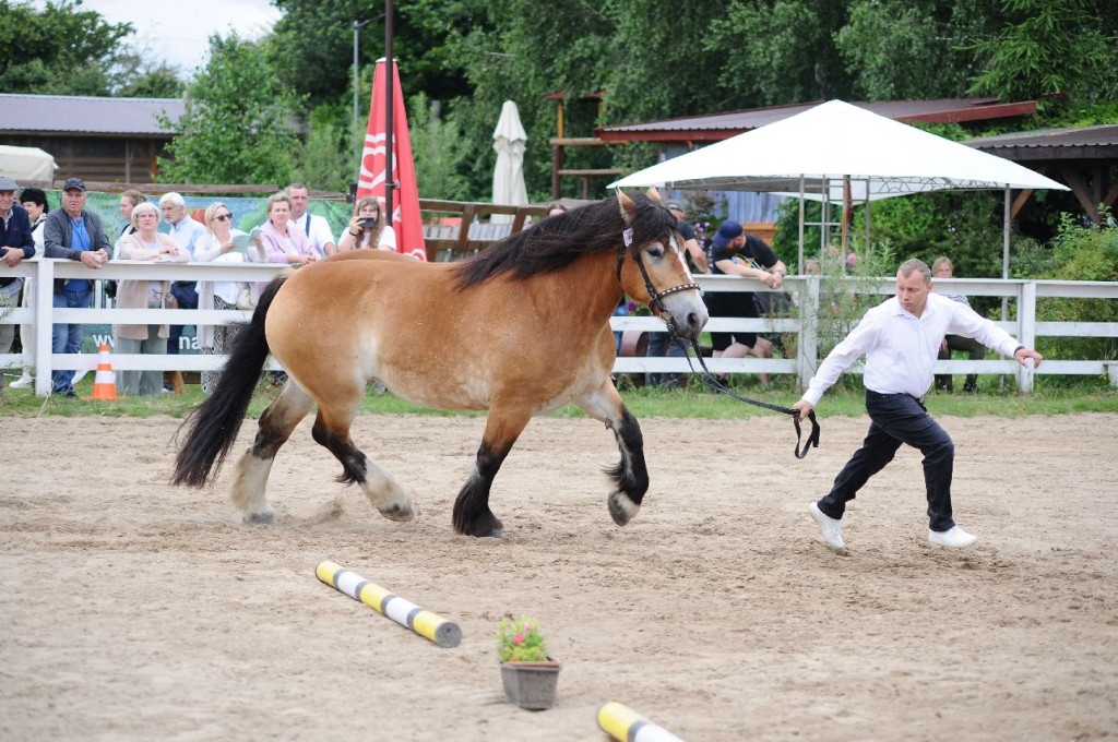 Fanta i Tasman wygrały Wystawę Koni FOTO cz.2