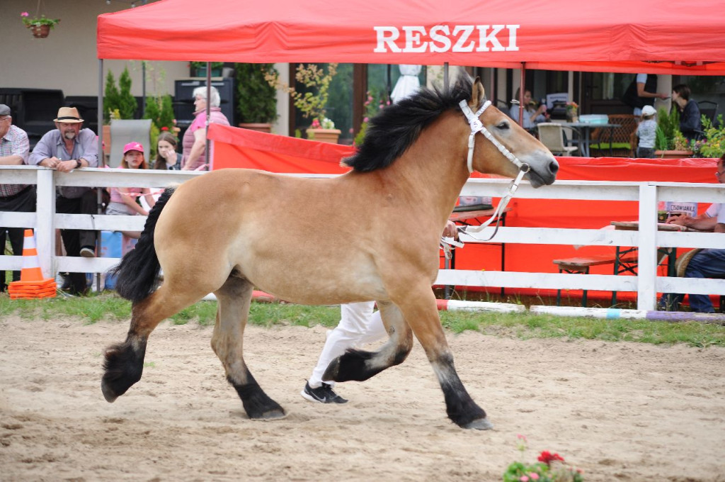 Fanta i Tasman wygrały Wystawę Koni FOTO cz.2