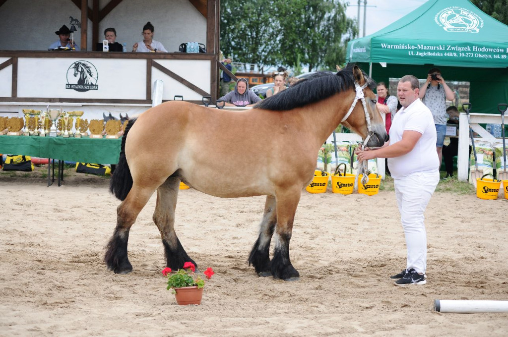 Fanta i Tasman wygrały Wystawę Koni FOTO cz.2