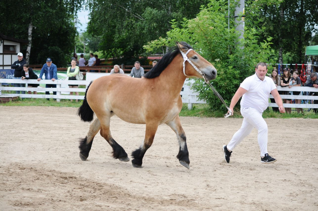 Fanta i Tasman wygrały Wystawę Koni FOTO cz.2