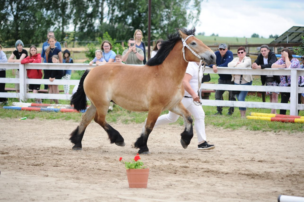 Fanta i Tasman wygrały Wystawę Koni FOTO cz.2