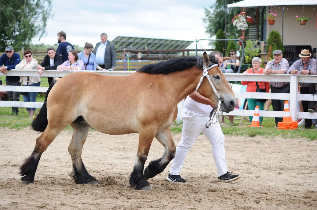 Fanta i Tasman wygrały Wystawę Koni FOTO cz.2