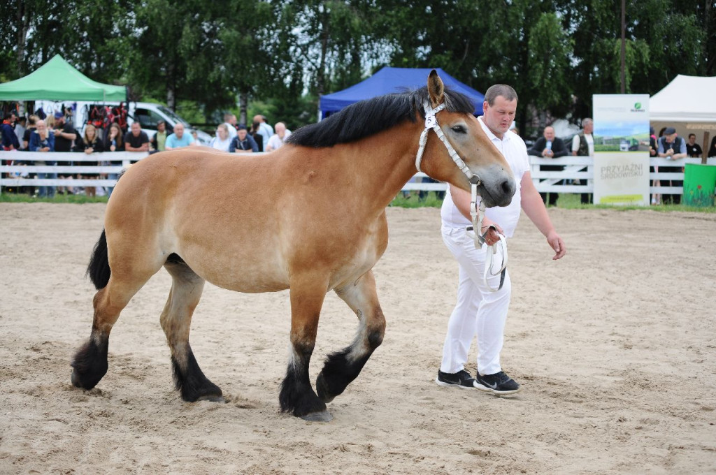 Fanta i Tasman wygrały Wystawę Koni FOTO cz.2