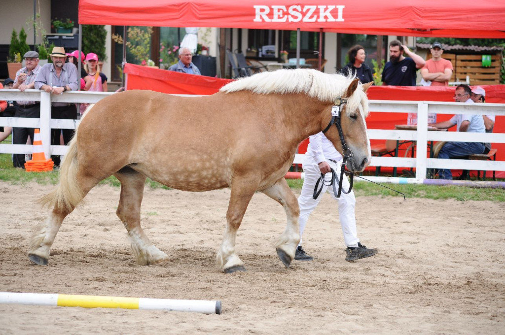 Fanta i Tasman wygrały Wystawę Koni FOTO cz.2