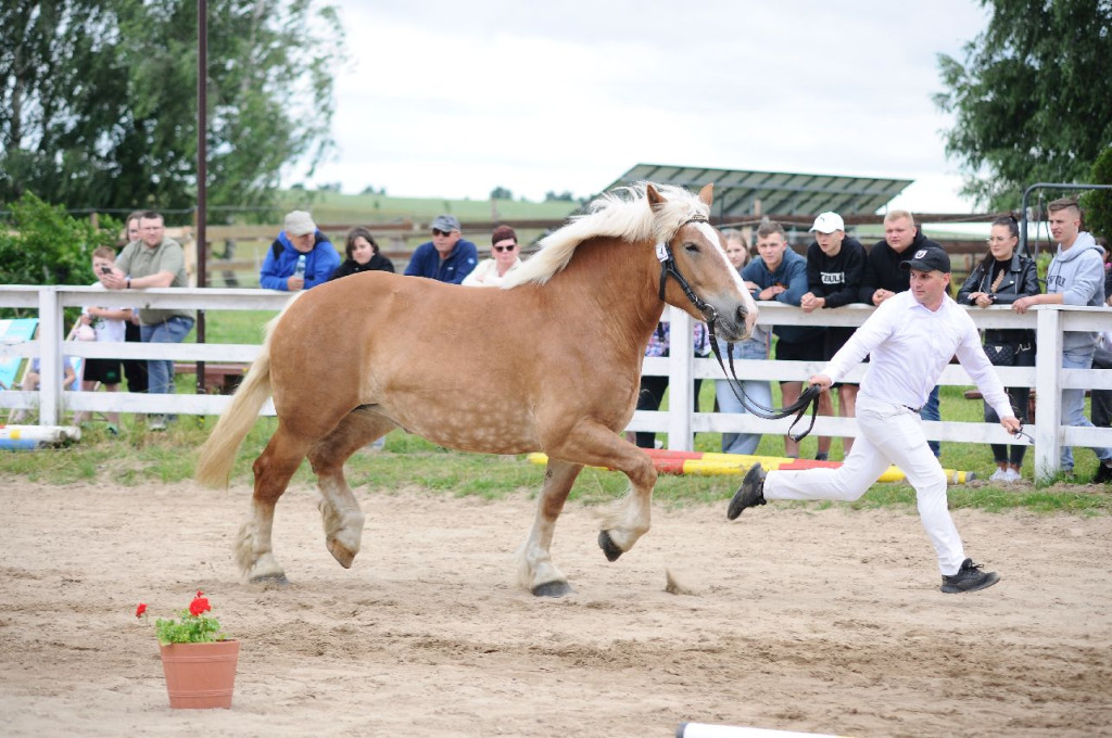 Fanta i Tasman wygrały Wystawę Koni FOTO cz.2
