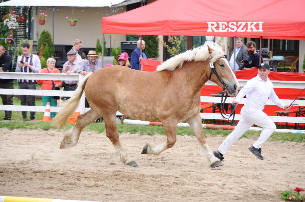 Fanta i Tasman wygrały Wystawę Koni FOTO cz.2