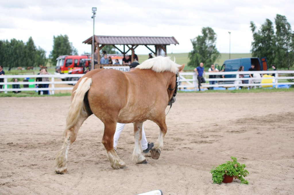 Fanta i Tasman wygrały Wystawę Koni FOTO cz.2