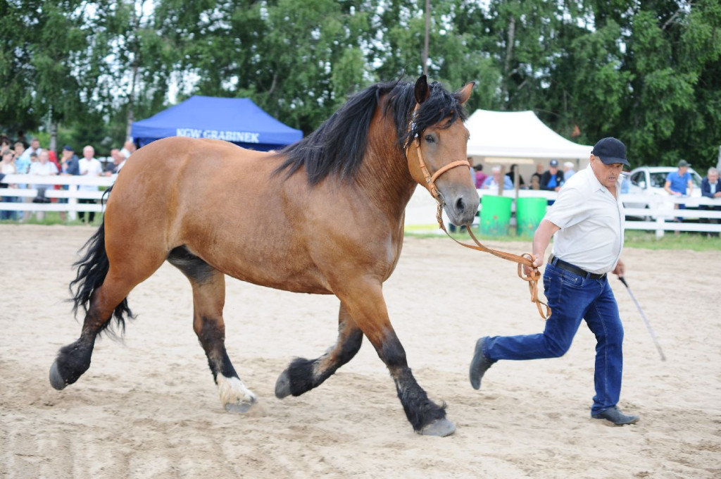 Fanta i Tasman wygrały Wystawę Koni FOTO cz.2