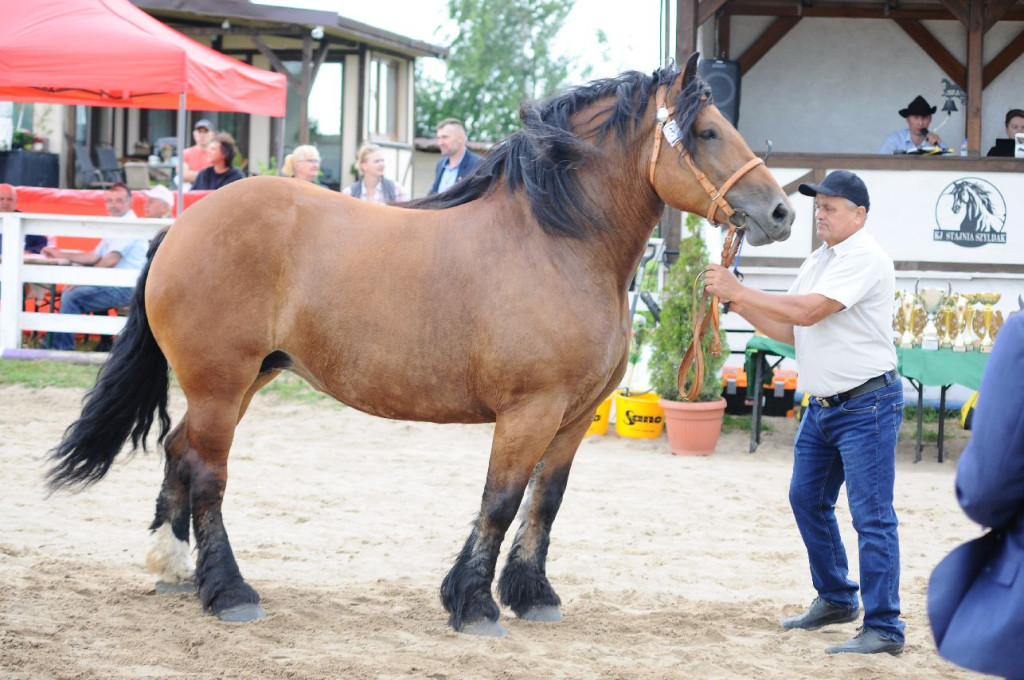 Fanta i Tasman wygrały Wystawę Koni FOTO cz.2