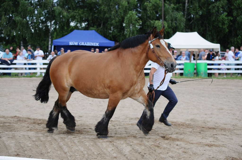 Fanta i Tasman wygrały Wystawę Koni FOTO cz.2