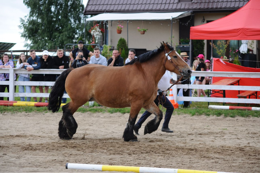 Fanta i Tasman wygrały Wystawę Koni FOTO cz.2