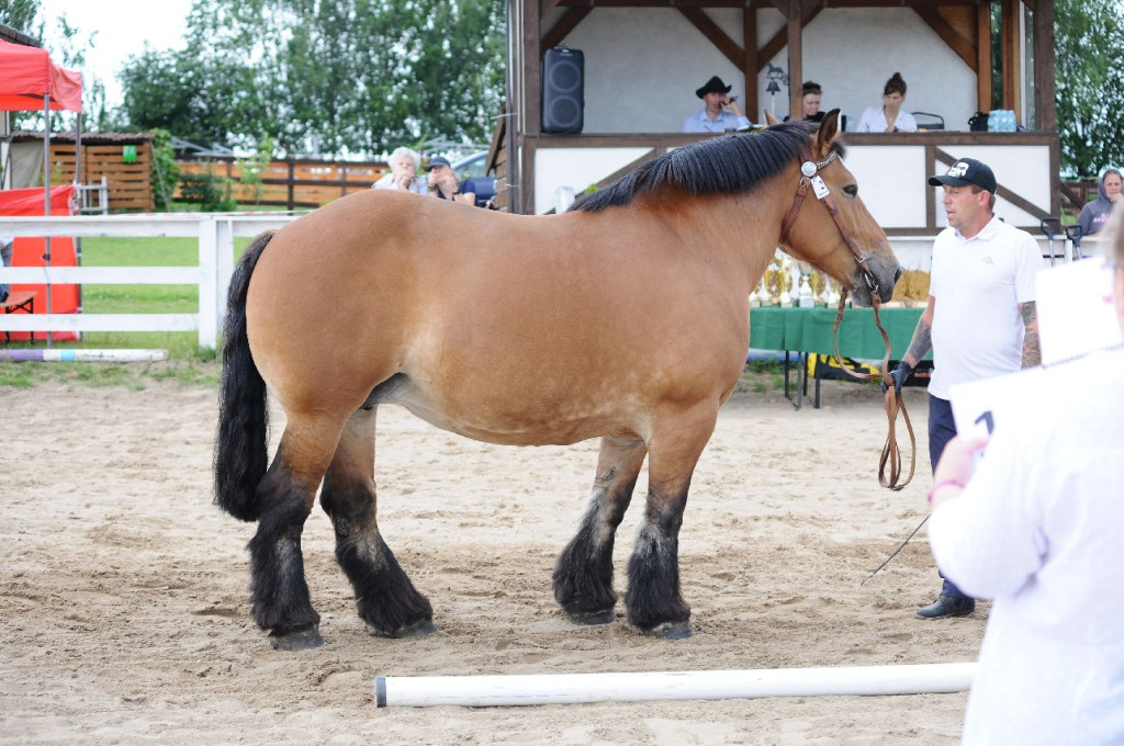 Fanta i Tasman wygrały Wystawę Koni FOTO cz.2