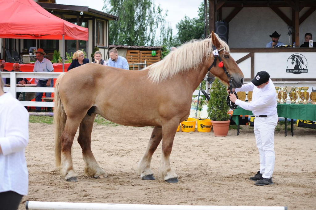 Fanta i Tasman wygrały Wystawę Koni FOTO cz.2