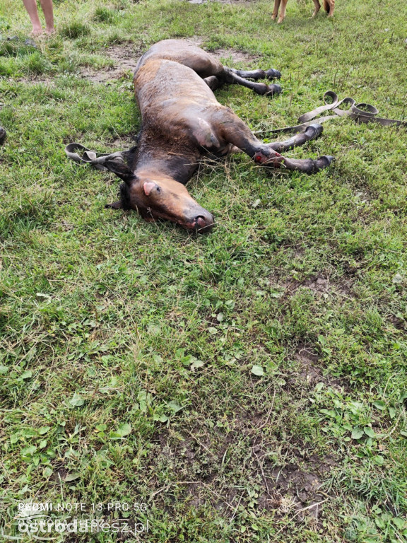 Strażacy z Ostródy i Durąga ratowali konia