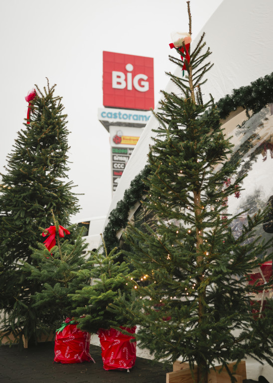 Warsztaty kreatywne i spotkania z alpakami w BIG Ostróda