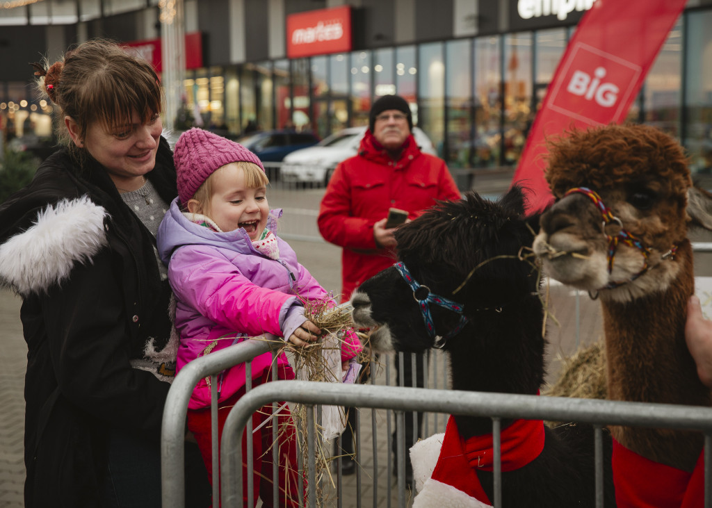 Warsztaty kreatywne i spotkania z alpakami w BIG Ostróda