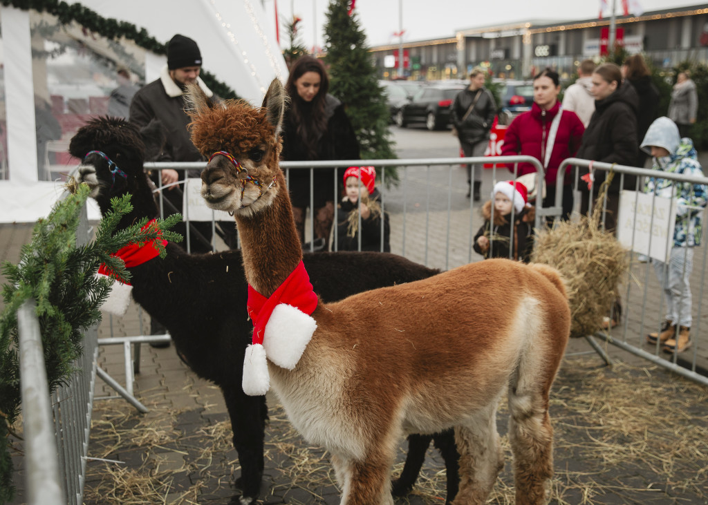Warsztaty kreatywne i spotkania z alpakami w BIG Ostróda