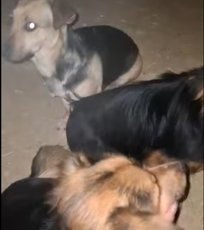  Sunia ze szczeniakami uratowana z lisiej nory