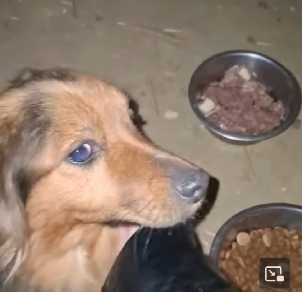  Sunia ze szczeniakami uratowana z lisiej nory