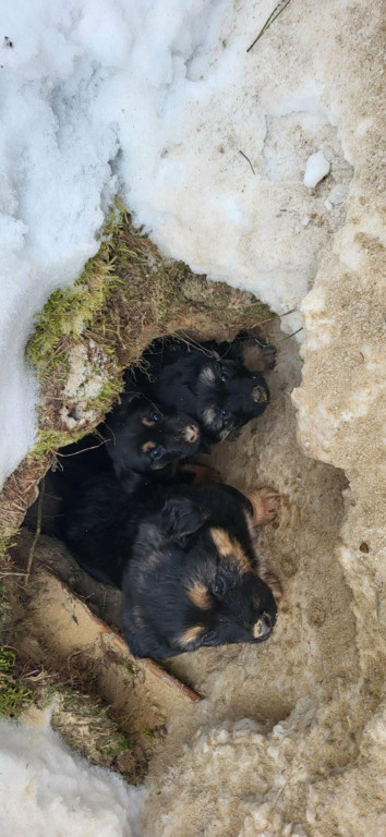  Sunia ze szczeniakami uratowana z lisiej nory