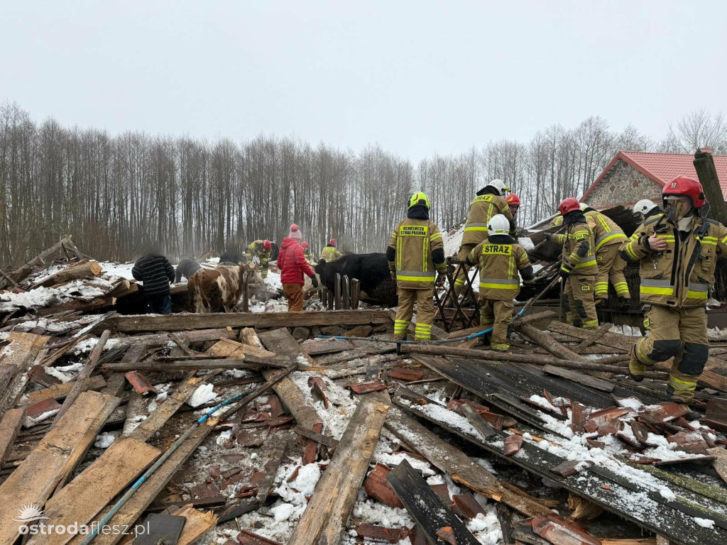 Leśmiady: Zawaliła się stodoła z bydłem w środku
