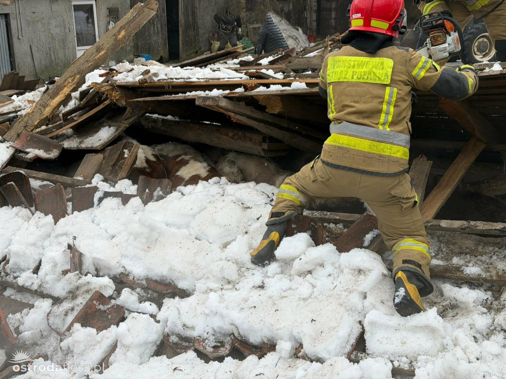 Leśmiady: Zawaliła się stodoła z bydłem w środku