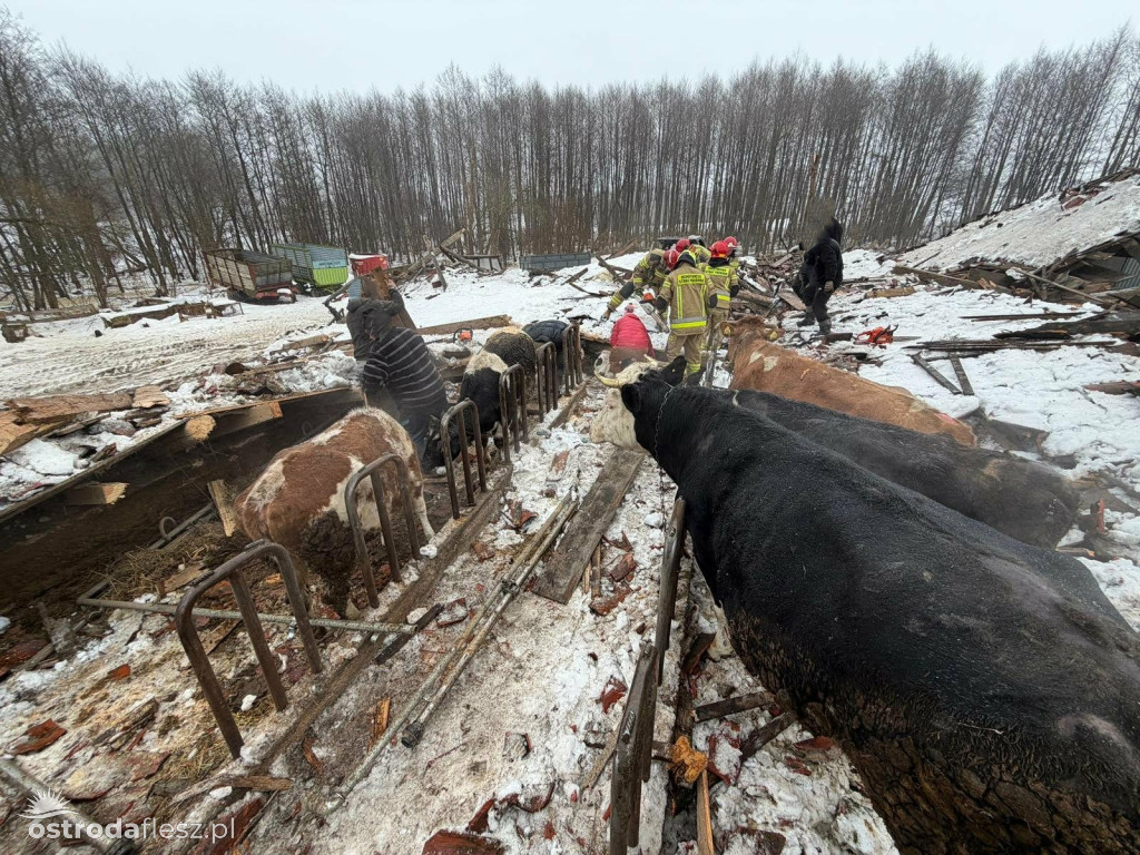 Leśmiady: Zawaliła się stodoła z bydłem w środku