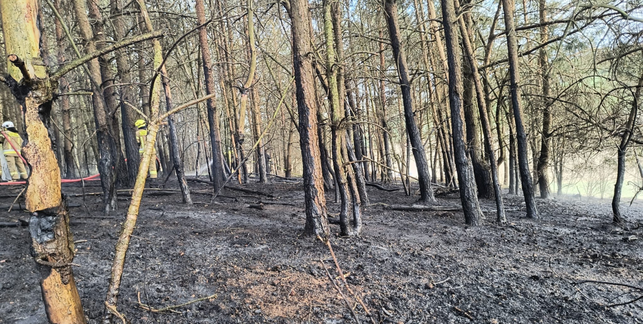 Pożar młodnika w gm. Dąbrówno