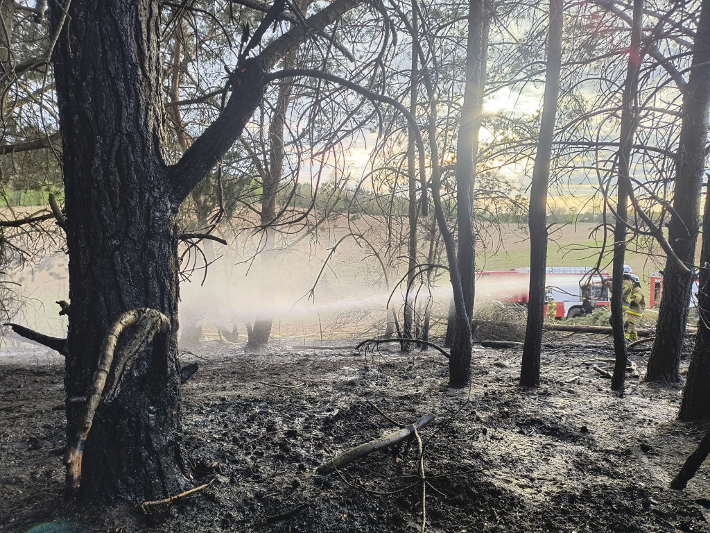Pożar młodnika w gm. Dąbrówno