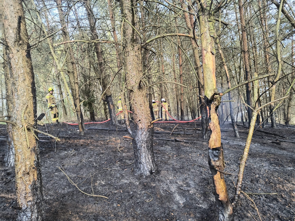 Pożar młodnika w gm. Dąbrówno