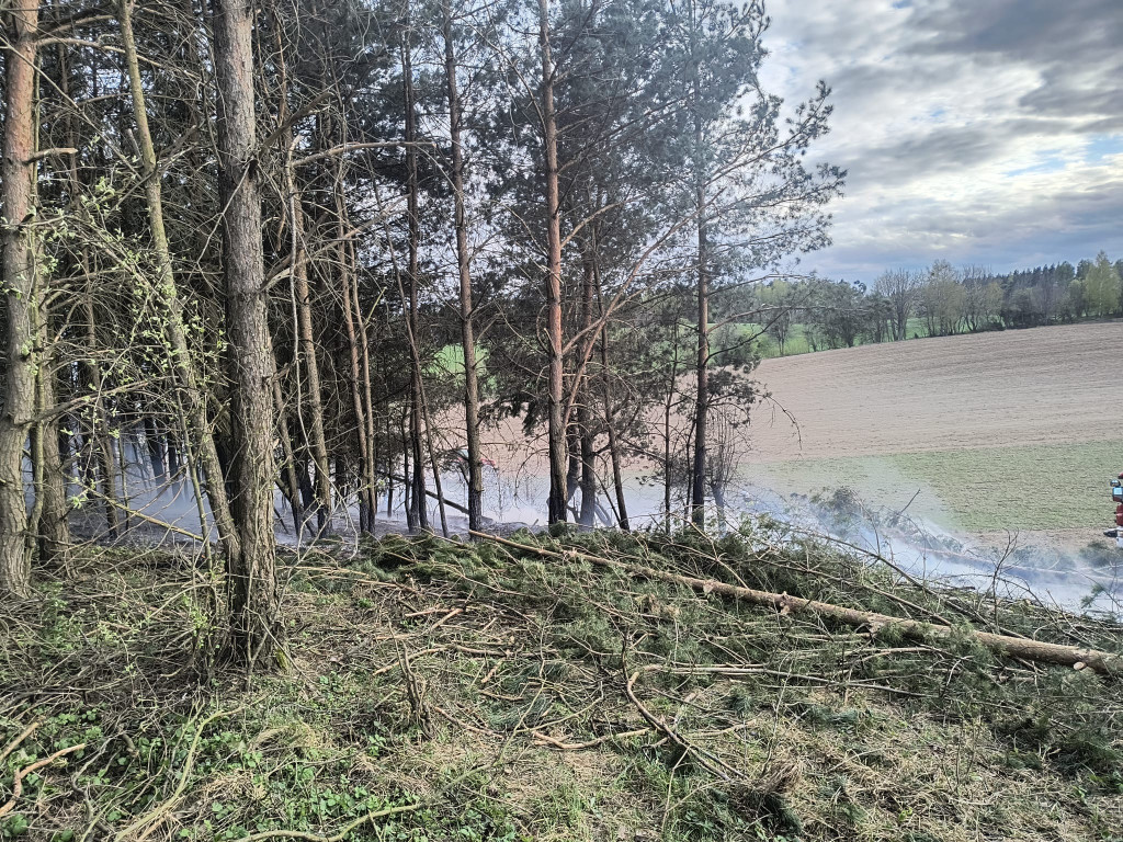 Pożar młodnika w gm. Dąbrówno