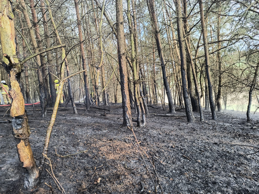 Pożar młodnika w gm. Dąbrówno