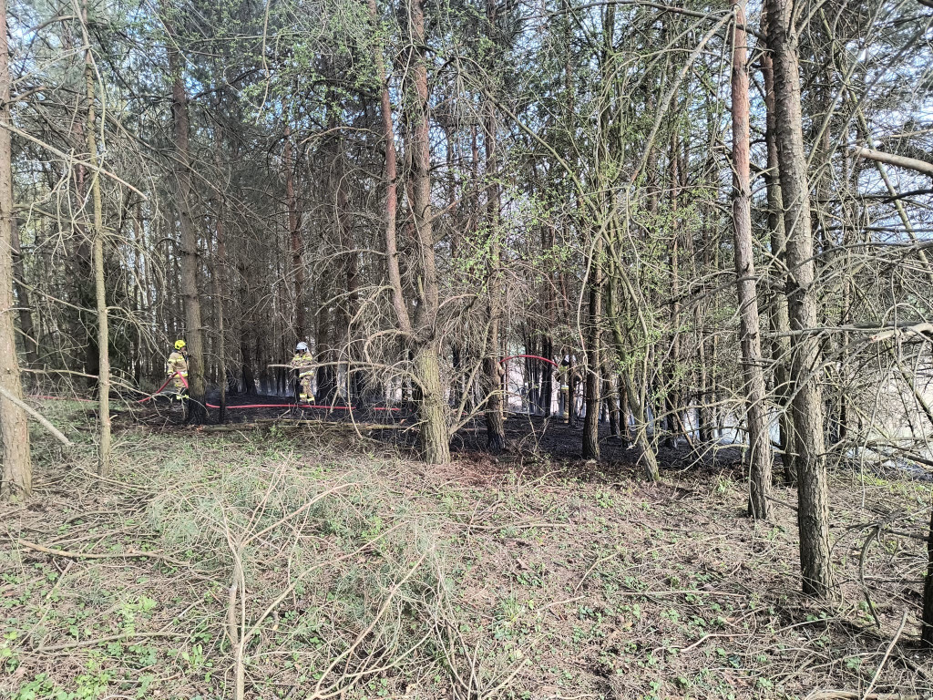 Pożar młodnika w gm. Dąbrówno