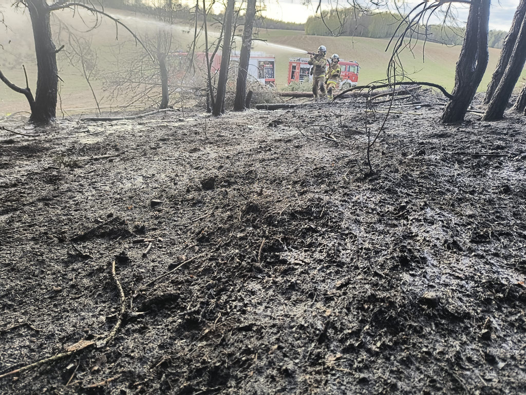 Pożar młodnika w gm. Dąbrówno