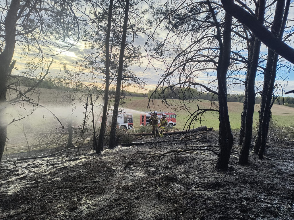 Pożar młodnika w gm. Dąbrówno