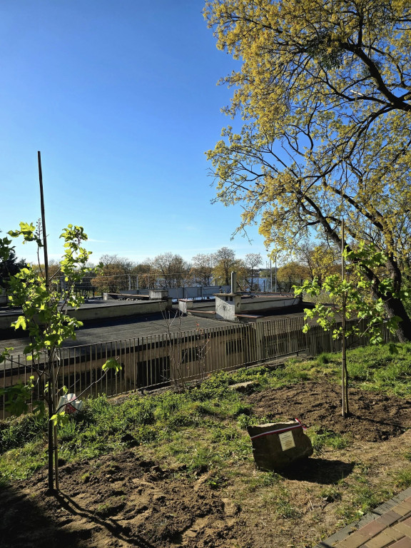 Ostróda uczciła Łukasza Litewkę w Ogrodzie Różanym