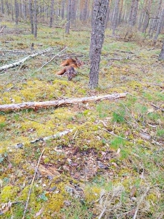 Trzy osierocone łoszaki uratowane