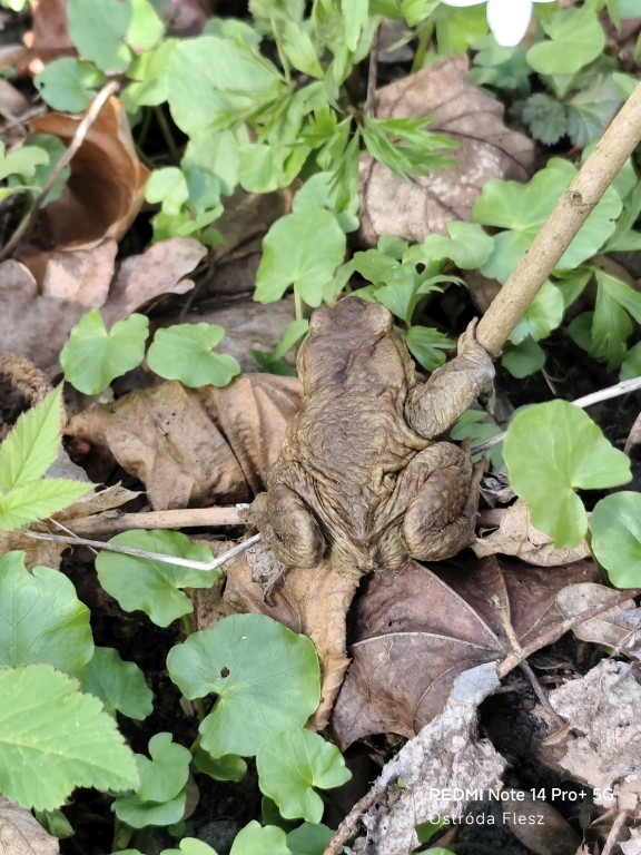 Zapomniana perła pod Ostródą. Park w Dylewie
