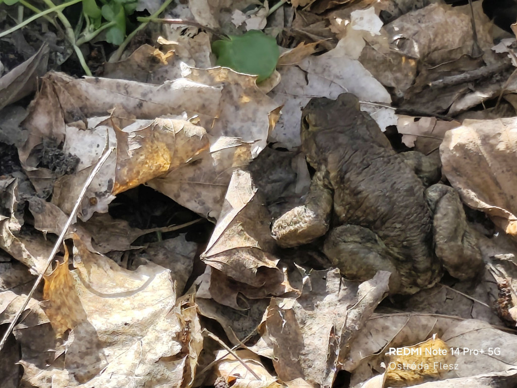 Zapomniana perła pod Ostródą. Park w Dylewie