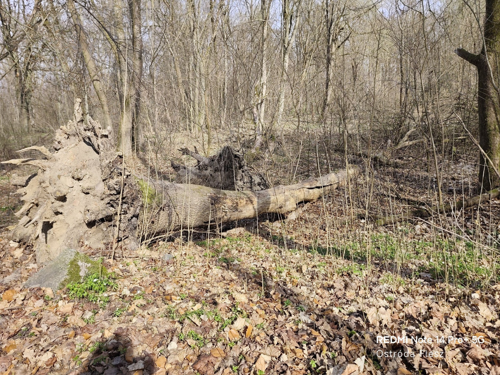 Zapomniana perła pod Ostródą. Park w Dylewie