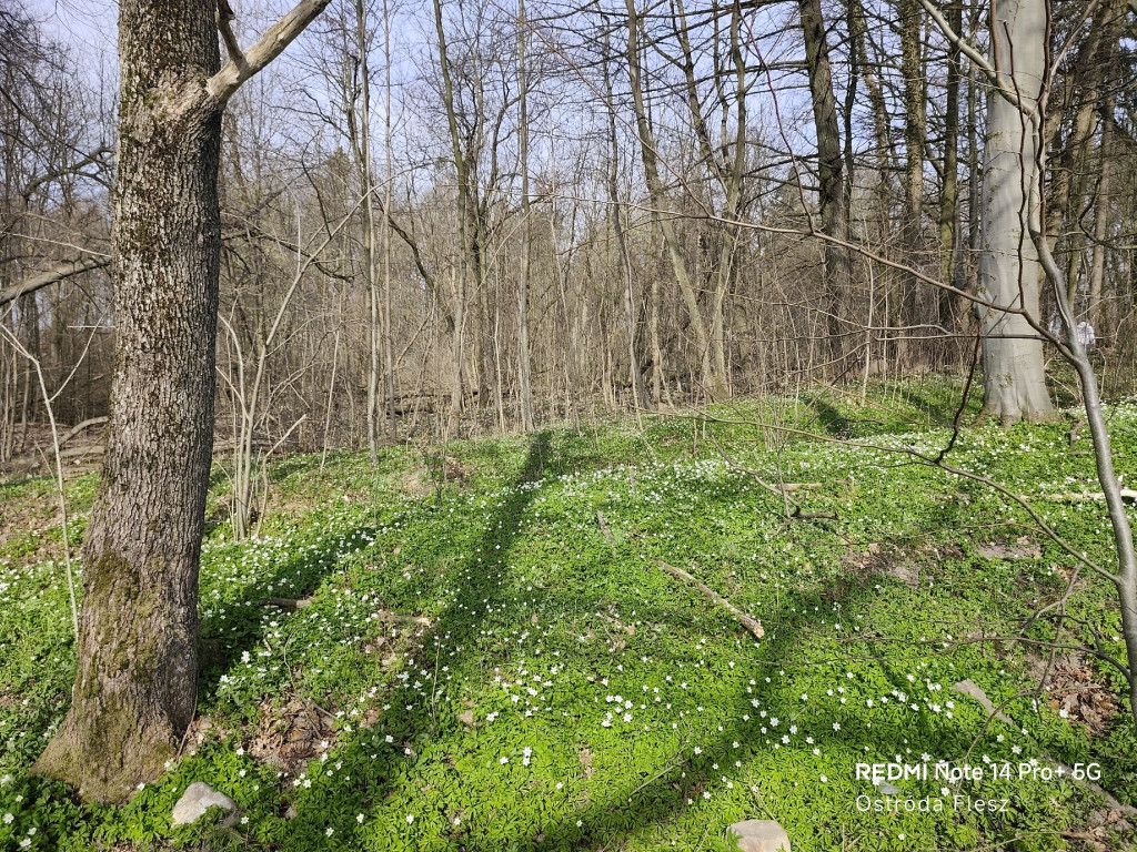 Zapomniana perła pod Ostródą. Park w Dylewie