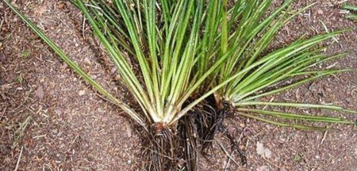 Poryblin Jeziorny w rezerwacie przyrody Jezioro Czarne w Gm. Ostróda