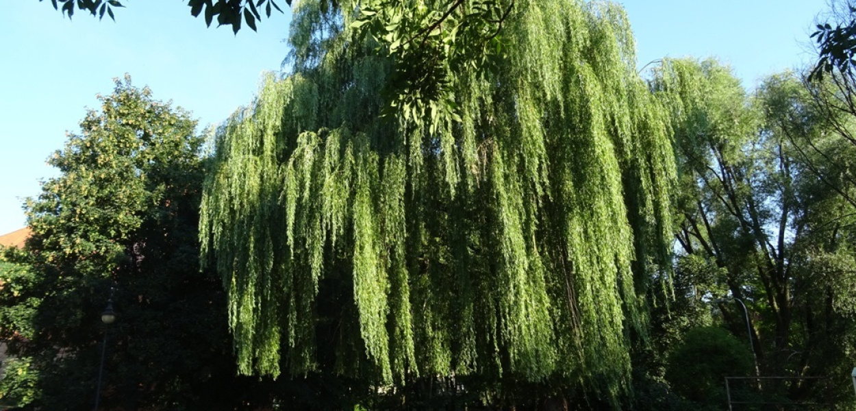 JAK URATOWAĆ WIERZBĘ KOŁO ZAMKU?