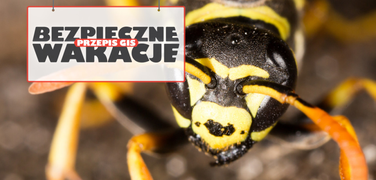 JAK SIĘ ZACHOWAĆ, GDY DOJDZIE DO UŻĄDLENIA PRZEZ PSZCZOŁĘ LUB OSĘ