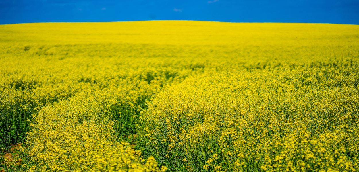 RZEPAK KRÓLEM PODOSTRÓDZKICH, MAJOWYCH PÓL (GALERIA)