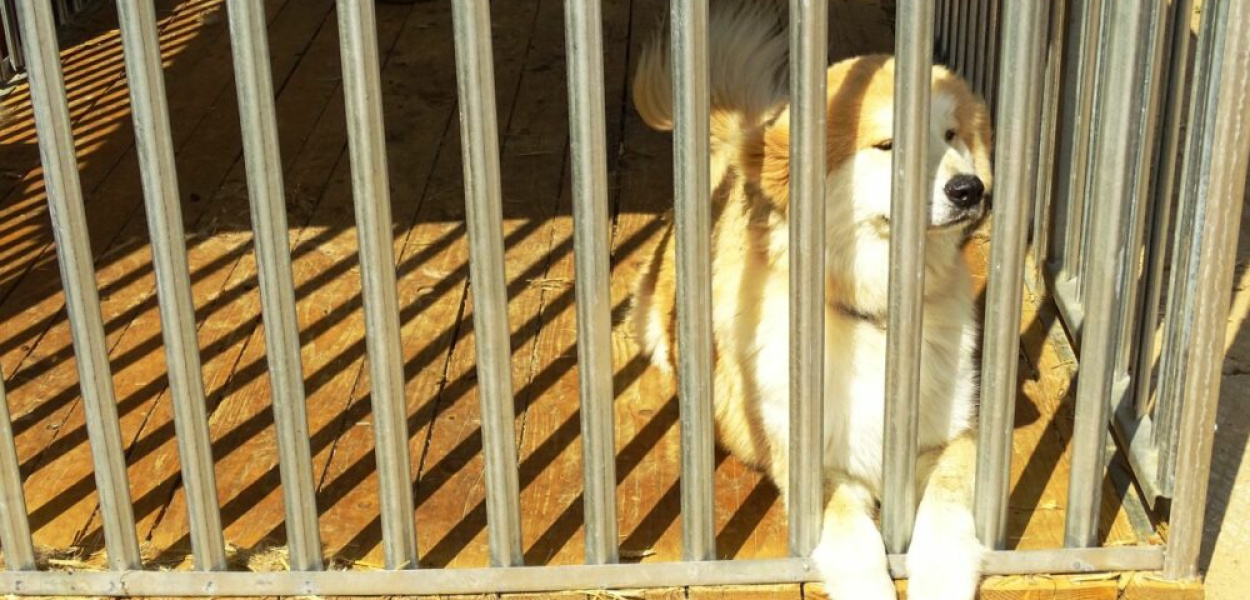 SPRAWDŹ ILE ZAPŁACISZ JEŚLI TWÓJ PIES LUB KOT TRAFI DO SCHRONISKA W OSTRÓDZIE