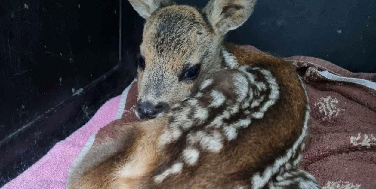 Zabrali małą sarenkę z pola. Chorej nie chcieli oddać bo płakały dzieci