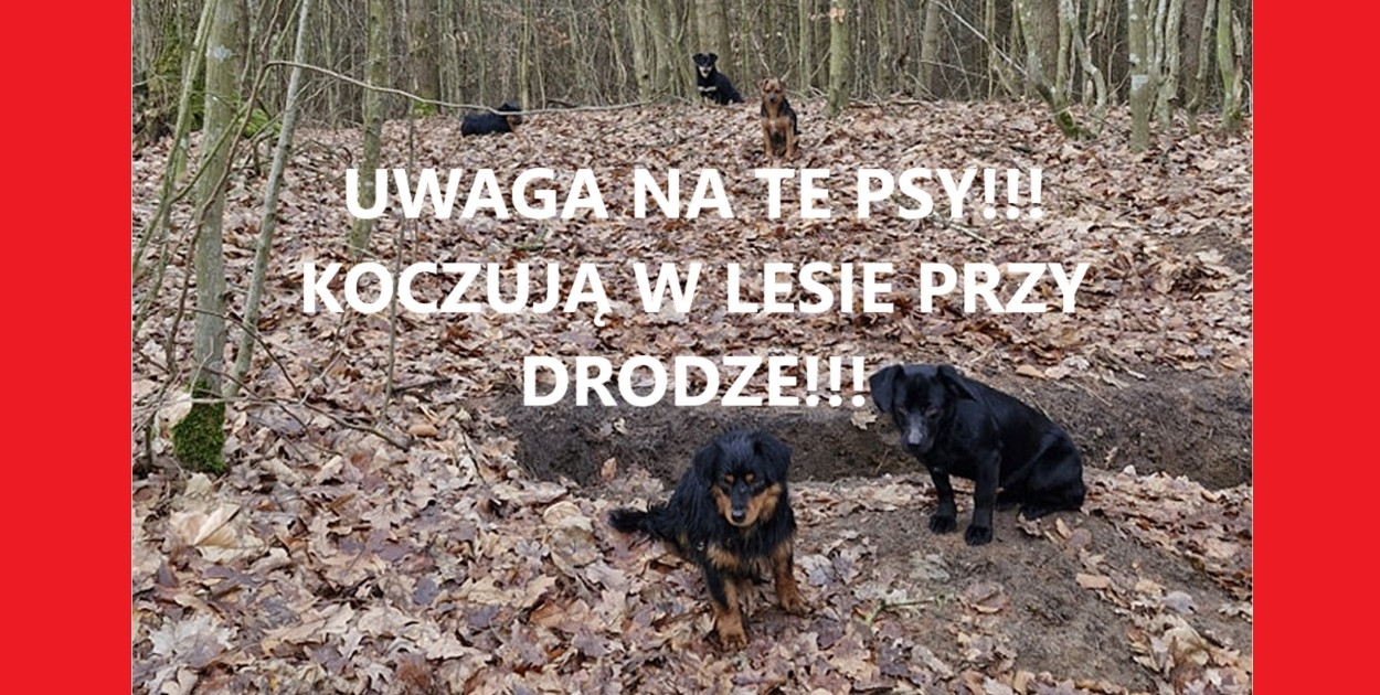 Uwaga kierowcy! W lesie przy drodze koczuje 5 małych piesków! Noga z gazu!