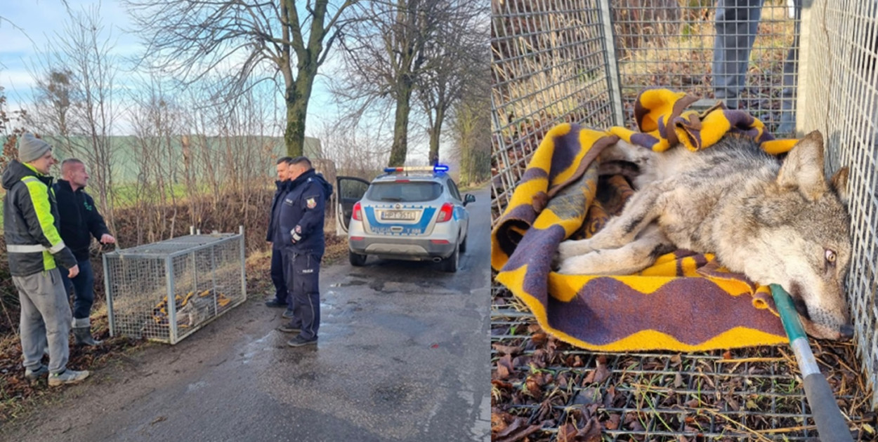 Foto: Ośrodek Okresowej Rehabilitacji Zwierząt Jelonki