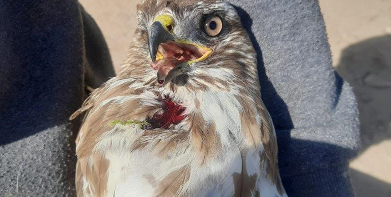 Foto: Nadleśnictwo Zaporowo
